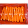 2016 New Crop Fresh Carrot